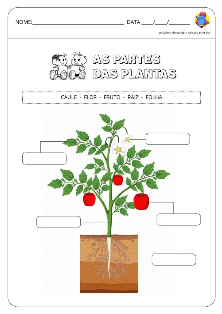 Atividade sobre as partes da planta 2 e 3 ano